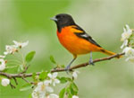 Baltimore Oriole
