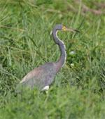 Heron