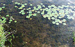 Lilly pad pond