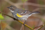 Golden Winged Warbler
