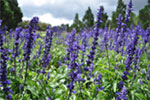 wild flowers